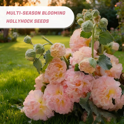 Graines de rose trémière à floraison multi-saisons