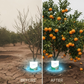 Engrais à libération contrôlée pour fruit