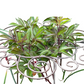 Structure de soutien robuste pour fleur