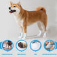 🐾 Chaussons jetables pour pattes de chien | Lot de 20 à 60