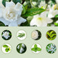 Diffuseur d’aromathérapie automatique