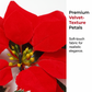 Guirlande lumineuse de Noël avec des poinsettias